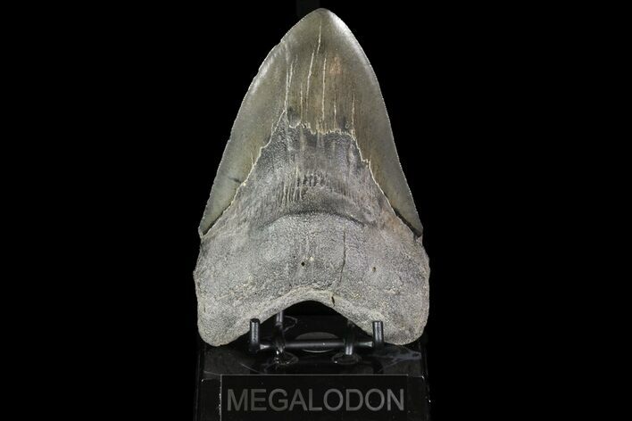 Huge, Megalodon Tooth - Georgia #76471
